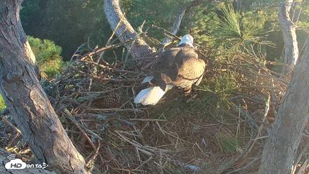 Hilton Head Island Eagles Live Webcam - Oct 14, 2026, 7:59am EDT