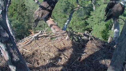 Hilton Head Island Eagles Live Webcam - Apr 4, 2026, 5:12pm EDT