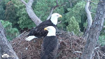 Hilton Head Island Eagles Live Webcam - Aug 27, 2026, 7:11pm EDT