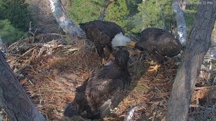 Hilton Head Island Eagles Live Webcam - Feb 19, 2026, 6:02pm EST