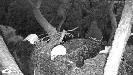 Hilton Head Island Eagles Live Webcam - Aug 14, 2026, 6:33am EDT