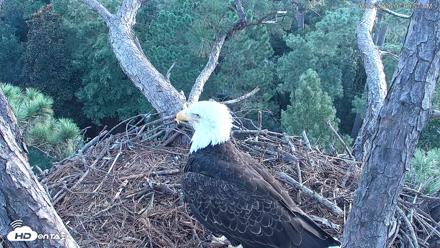 Hilton Head Island Eagles Live Webcam - Aug 27, 2026, 7:01am EDT