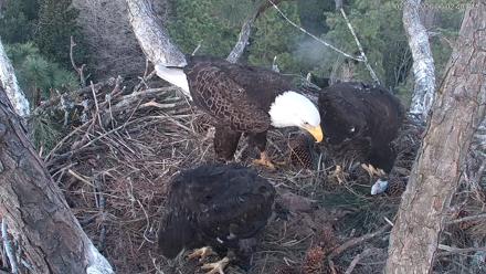 Hilton Head Island Eagles Live Webcam - Feb 12, 2026, 6:04pm EST