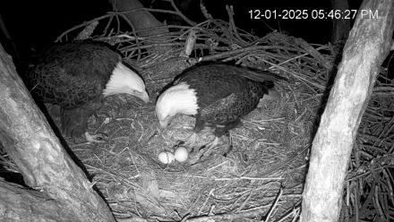 Hilton Head Island Eagles Live Webcam - Dec 1, 2025, 5:47pm EST