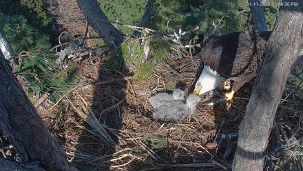 Hilton Head Island Eagles Live Webcam - Jan 11, 2026, 3:39pm EST