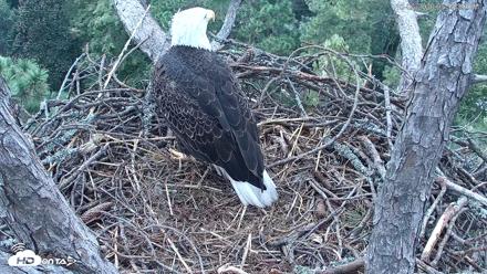 Hilton Head Island Eagles Live Webcam - Oct 6, 2026, 5:56pm EDT