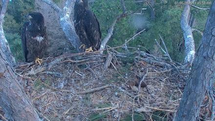 Hilton Head Island Eagles Live Webcam - Mar 5, 2026, 11:47am EST