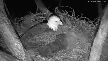 Hilton Head Island Eagles Live Webcam - Jan 24, 2026, 10:16pm EST