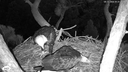 Hilton Head Island Eagles Live Webcam - Aug 12, 2026, 6:25am EDT