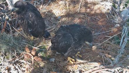 Hilton Head Island Eagles Live Webcam - Feb 16, 2026, 10:55am EST
