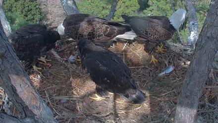 Hilton Head Island Eagles Live Webcam - Feb 18, 2026, 2:49pm EST