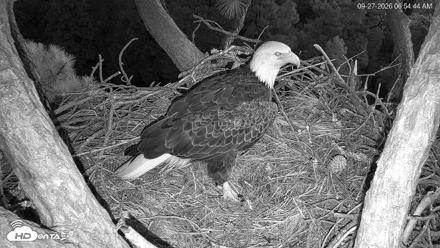 Hilton Head Island Eagles Live Webcam - Sep 27, 2026, 6:55am EDT