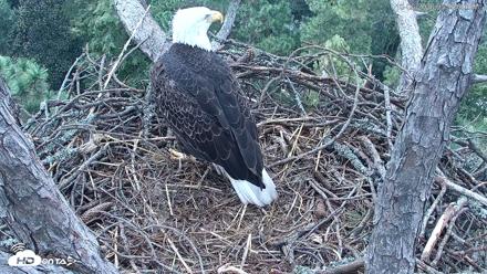 Hilton Head Island Eagles Live Webcam - Oct 6, 2026, 5:56pm EDT