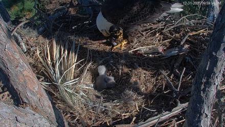 Hilton Head Island Eagles Live Webcam - Dec 31, 2025, 10:00am EST