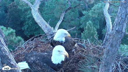 Hilton Head Island Eagles Live Webcam - Aug 23, 2026, 7:04am EDT