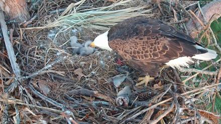 Hilton Head Island Eagles Live Webcam - Dec 31, 2025, 7:26am EST