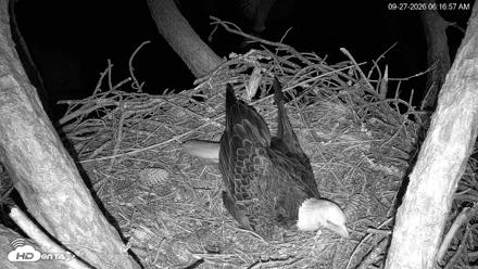 Hilton Head Island Eagles Live Webcam - Sep 27, 2026, 6:17am EDT