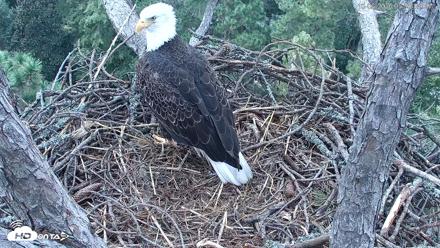 Hilton Head Island Eagles Live Webcam - Oct 6, 2026, 5:56pm EDT