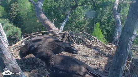 Hilton Head Island Eagles Live Webcam - Apr 12, 2026, 10:32am EDT
