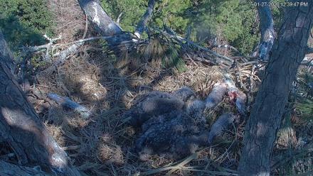 Hilton Head Island Eagles Live Webcam - Jan 27, 2026, 12:40pm EST