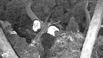 Hilton Head Island Eagles Live Webcam - Aug 30, 2026, 6:51am EDT
