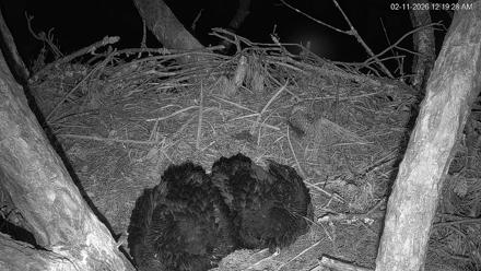 Hilton Head Island Eagles Live Webcam - Feb 11, 2026, 12:21am EST