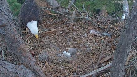 Hilton Head Island Eagles Live Webcam - Dec 29, 2025, 11:30am EST