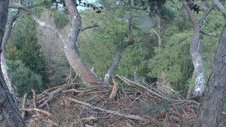 Hilton Head Island Eagles Live Webcam - Mar 17, 2026, 5:29pm EDT