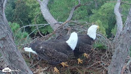 Hilton Head Island Eagles Live Webcam - Sep 9, 2026, 4:18pm EDT