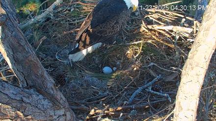 Hilton Head Island Eagles Live Webcam - Nov 23, 2025, 4:31pm EST