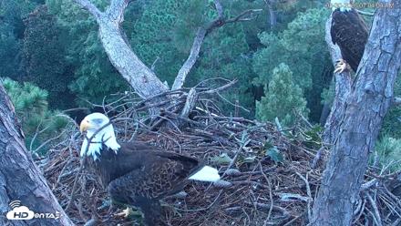 Hilton Head Island Eagles Live Webcam - Aug 30, 2026, 7:04am EDT