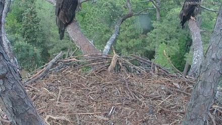 Hilton Head Island Eagles Live Webcam - Apr 6, 2026, 4:40pm EDT