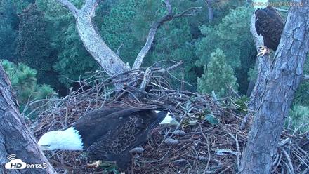 Hilton Head Island Eagles Live Webcam - Aug 30, 2026, 7:04am EDT