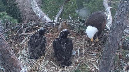Hilton Head Island Eagles Live Webcam - Feb 4, 2026, 7:49am EST