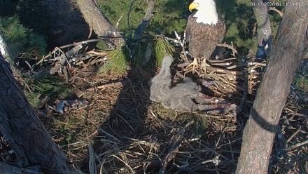 Hilton Head Island Eagles Live Webcam - Jan 13, 2026, 4:12pm EST