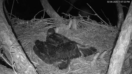 Hilton Head Island Eagles Live Webcam - Feb 6, 2026, 11:09pm EST