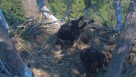 Hilton Head Island Eagles Live Webcam - Feb 10, 2026, 1:03pm EST