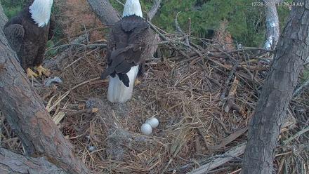 Hilton Head Island Eagles Live Webcam - Dec 28, 2025, 11:30am EST