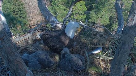 Hilton Head Island Eagles Live Webcam - Jan 23, 2026, 1:16pm EST