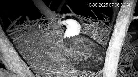 Hilton Head Island Eagles Live Webcam - Oct 30, 2025, 7:07am EDT