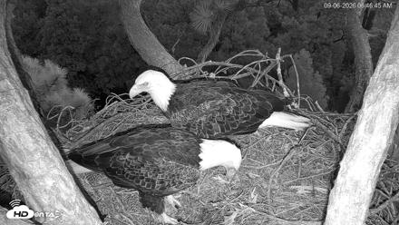 Hilton Head Island Eagles Live Webcam - Sep 6, 2026, 6:47am EDT