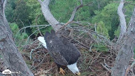 Hilton Head Island Eagles Live Webcam - Sep 9, 2026, 4:16pm EDT