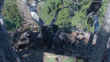 Hilton Head Island Eagles Live Webcam - Mar 5, 2026, 3:11pm EST