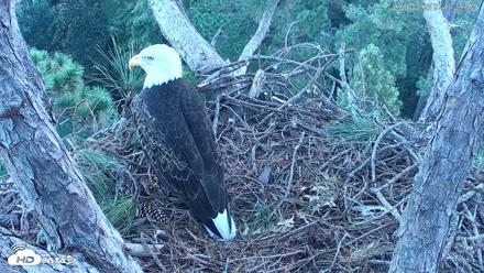 Hilton Head Island Eagles Live Webcam - Sep 7, 2026, 7:16am EDT
