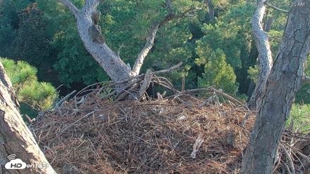 Hilton Head Island Eagles Live Webcam - Aug 16, 2026, 7:39am EDT