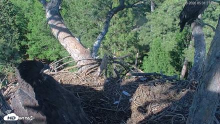 Hilton Head Island Eagles Live Webcam - Apr 20, 2026, 5:02pm EDT