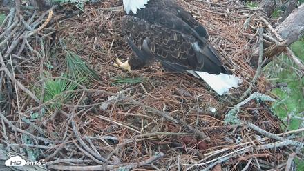 Hilton Head Island Eagles Live Webcam - Aug 24, 2026, 7:49pm EDT