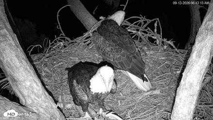 Hilton Head Island Eagles Live Webcam - Sep 13, 2026, 6:43am EDT