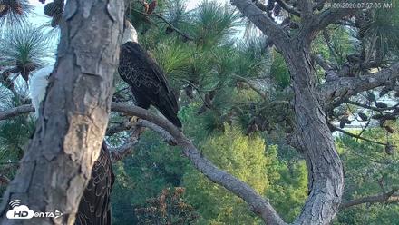 Hilton Head Island Eagles Live Webcam - Sep 6, 2026, 7:57am EDT
