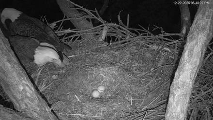 Hilton Head Island Eagles Live Webcam - Dec 22, 2025, 5:49pm EST